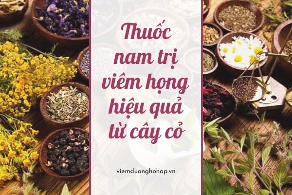 Bài thuốc nam trị viêm họng hiệu quả đến từ cây cỏ