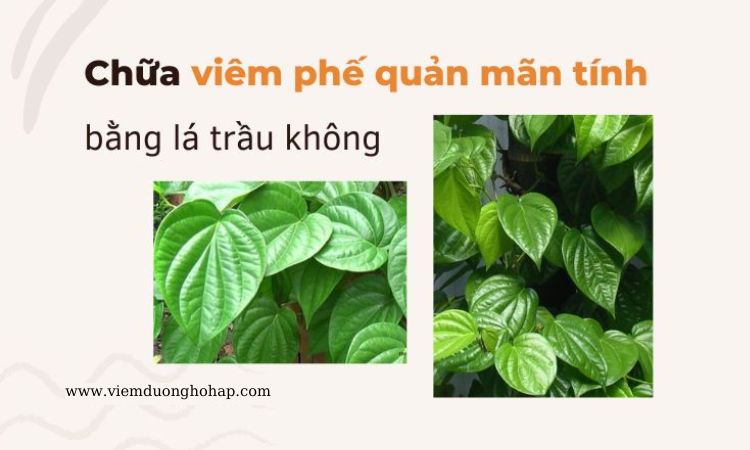 Chữa viêm phế quản mãn tính bằng lá trầu không tại nhà