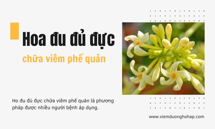 Hoa đu đủ đực chữa viêm phế quản có hiệu quả không? Chuyên gia giải đáp